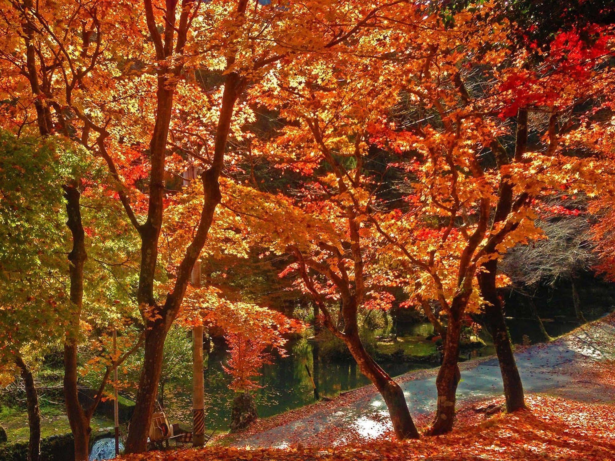 Ryoriryokan Kinshokan Gujō Exterior foto